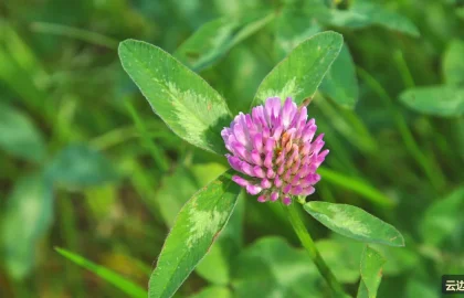 婚纱照季节选择：春夏秋冬的拍摄体验